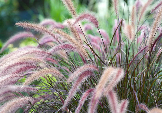 Shop Ornamental Grasses