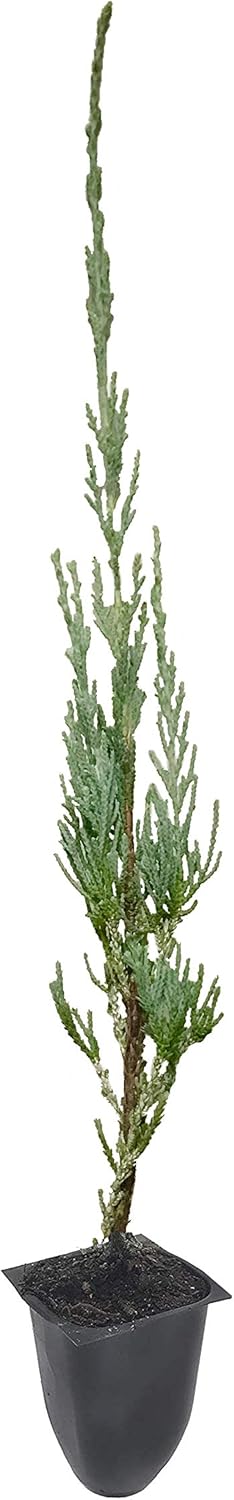 Skyrocket Juniper Juniperus Scopulorum - 75 Live Evergreen Trees