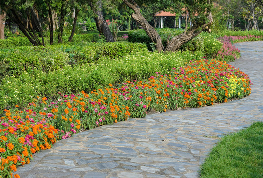 Shop Border Plants