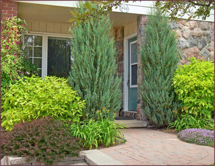 Skyrocket Juniper Juniperus Scopulorum - 75 Live Evergreen Trees