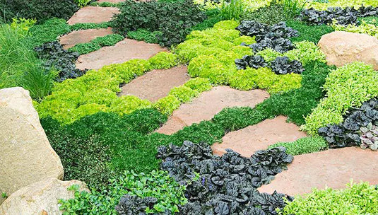 Shop Groundcovers