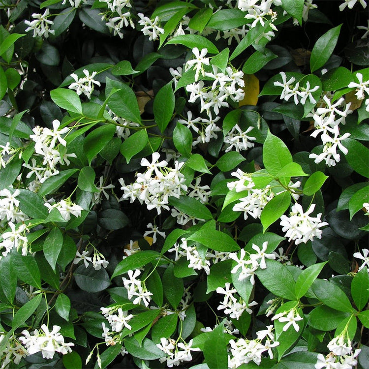 Star Jasmine | Live Plants | Trachelospermum Jasminoides | Fragrant Blooming Evergreen Vine