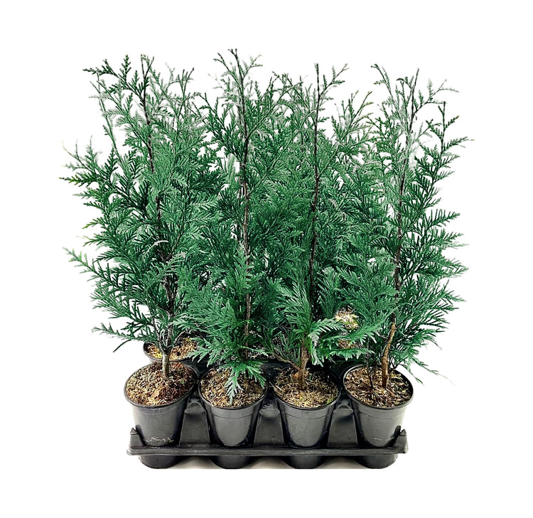 Leyland Cypress | 20 Live Quart Size Pots | Cupressus × Leylandii | Fast-Growing Evergreen for Privacy & Windbreaks | Ideal Screening Plants