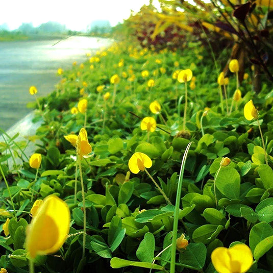 Shop Groundcovers