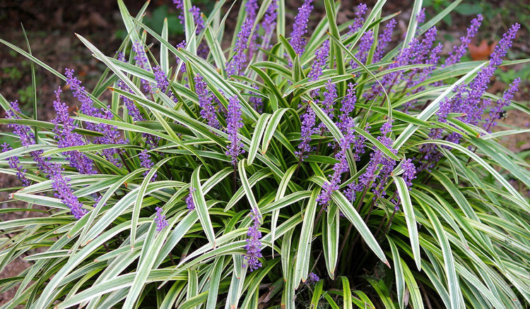 Variegated Liriope Muscari 'Silvery Sunproof' - Live Plants - Blooming Evergreen Groundcover