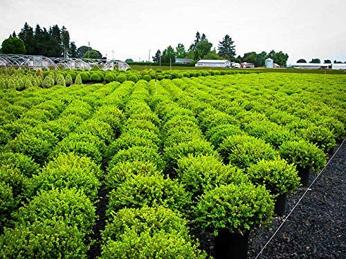 Wintergreen Boxwood | Large Gallon Plants | Dense Evergreen Foliage, Cold-Hardy & Ideal for Year-Round Landscaping, Elegant Border & Hedge Plant, Live Shrub