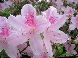 Azalea Duchess of Cypress | Extra Large Gallon Plant | Vibrant & Blossoming Shrub, Stunning Spring Blooms, Perfect for Gardens, Borders, and Landscape Accents