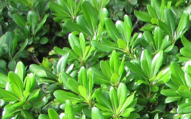 Pittosporum Green | Extra Large 3 Gallon Plants | Pittosporum Tobira | Lush Privacy Hedge | Easy-Care Landscape