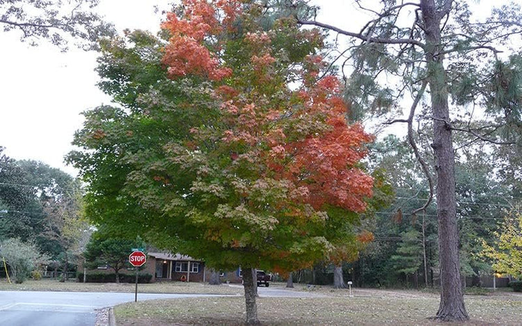 Florida Flame Red Maple Tree | Live Plants | Acer Rubrum | Beautiful Shade Privacy Screening Tree