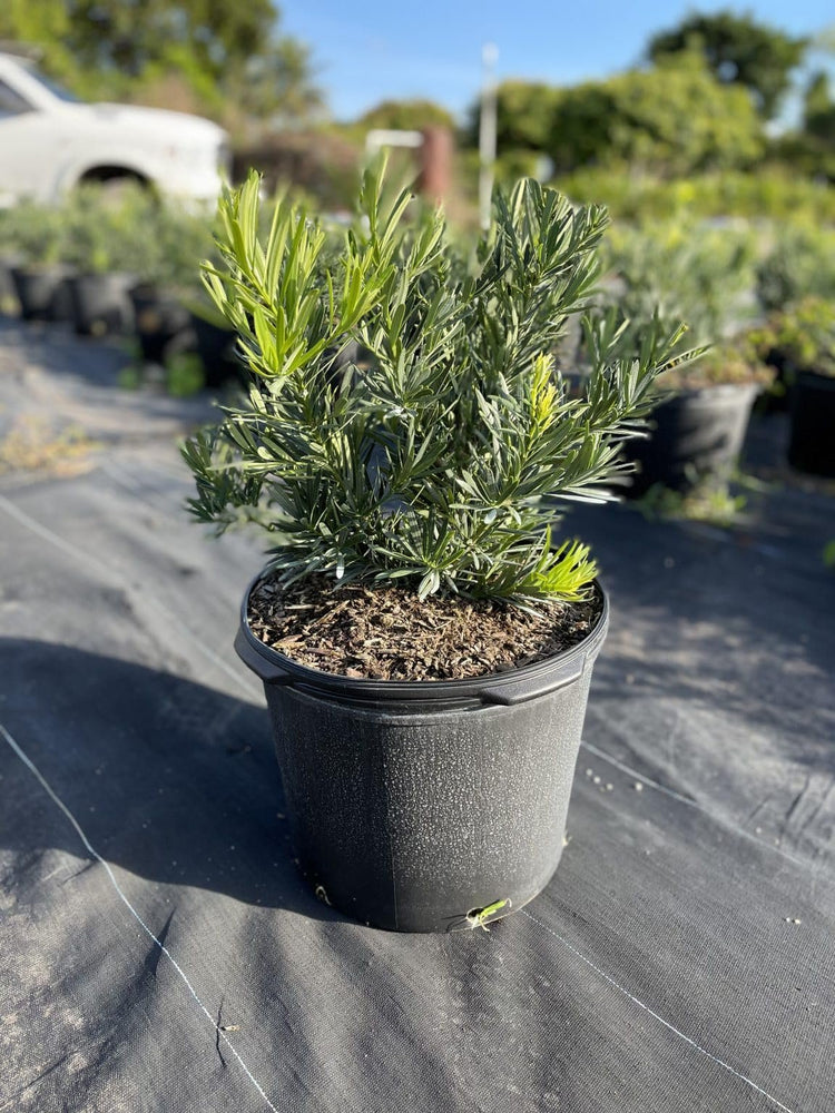 Podocarpus Pringles Petite | Extra Large Gallon Plants | Dwarf Podocarpus Macrophyllus | Low Maintenance Shrub | Compact Evergreen | Ideal for Small Spaces & Hedges