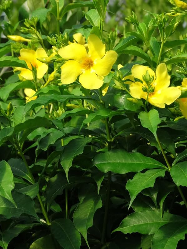 Allamanda Cathartica Golden Butterfly | Live Plants | Vibrant Yellow Trumpet Flowers | Perfect for Outdoor Gardens & Patios | Easy to Grow & Care for