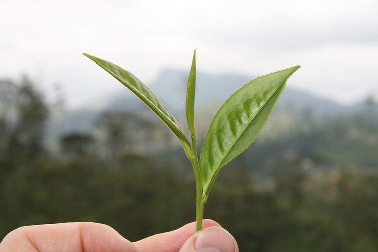 Tea Plant | Camellia Sinensis | Large Live Gallon Size Plants | Grow and Brew Your Own Black White Green and Oolong Tea