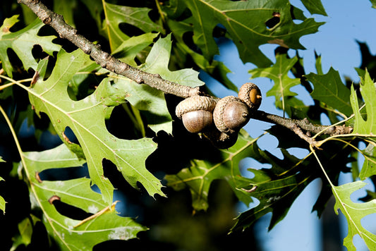 Shumard Red Oak | Large Gallon Size Pots | Quercus Shumardii | Shade Tree | Fast-Growing Landscape Plants