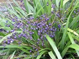 Flax Lily Dianella | Extra Large Gallon Plants | Dianella tasmanica | Hardy Perennial | Shade Tolerant