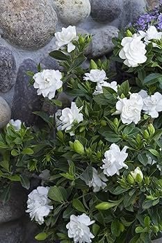 Gardenia Veitchii | Extra Large Gallon Plant | Gardenia jasminoides 'Veitchii' | Fragrant Blooms | Lush Foliage