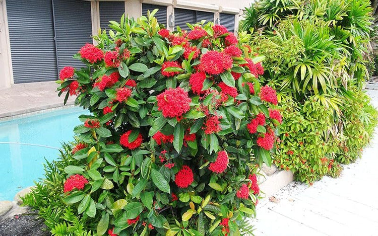 Ixora Taiwanese Red | Extra Large Gallon Plants | Ixora chinensis | Lush Tropical Bloomer | Vibrant Garden Addition