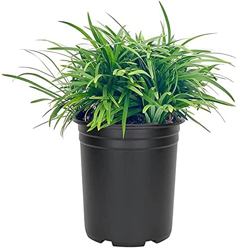 Dwarf Mondo Grass | 5 Large Quart Size Plants | Ophiopogon Japonicus Nanus | Live Shade Loving Evergreen Ground Cover