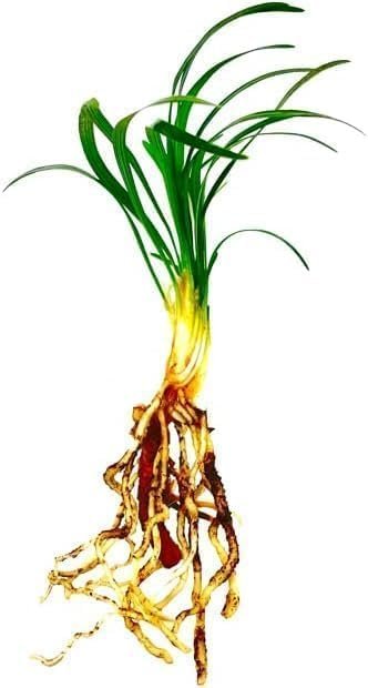 Dwarf Mondo Grass Plants | Live Bare Root Pips | Ophiopogon Japonicus Nanus | Perfect for Ground Cover & Borders | Hardy & Low Maintenance (50 Plants)