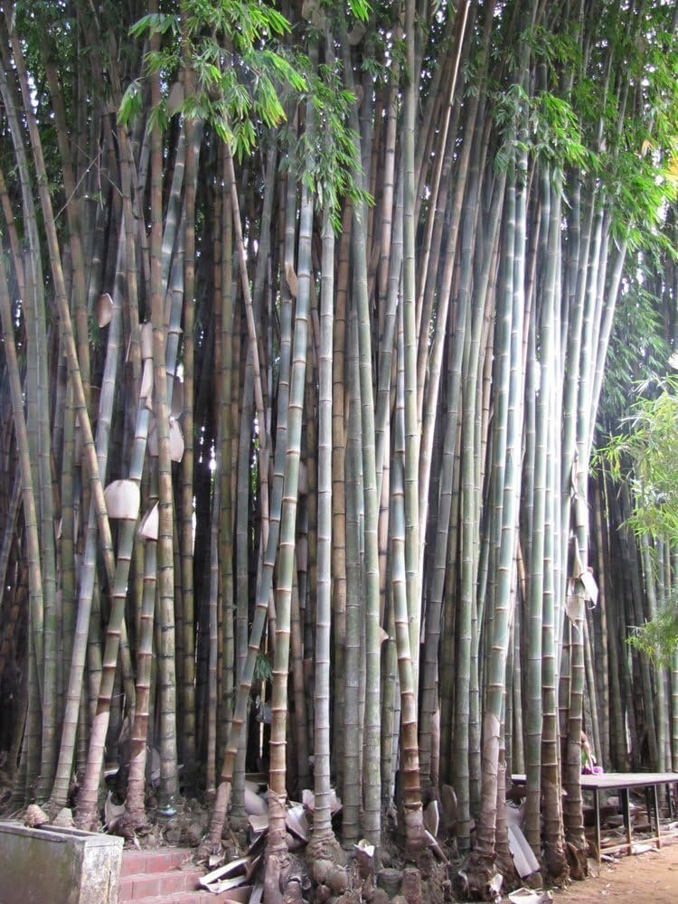 Dendrocalamus Giganteus Bamboo | Large Gallon Size Plants | Fast-Growing Privacy Screen | Giant Live Outdoor Greenery | Sustainable Garden Solution