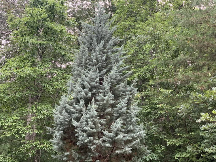 Arizona Blue Ice Cypress | Large Gallon Size Trees | Cupressus Plants | Beautiful Evergreen Low Maintenance Cold Hardy Privacy Screen