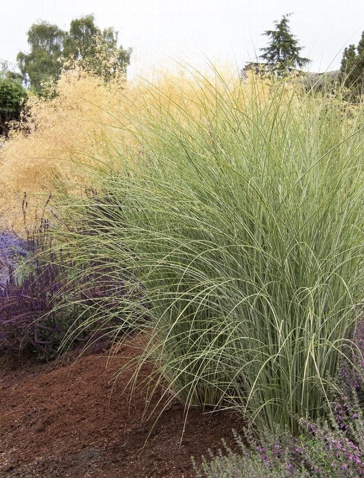 Maiden Grass Morning Light Plants | Live Seedlings | Miscanthus Sinensis | Perfect for Outdoor Landscaping | Hardy & Elegant Lush Ornamental Grass