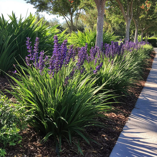 Super Blue Liriope - Live Plants - Drought Tolerant Ground Cover Grass