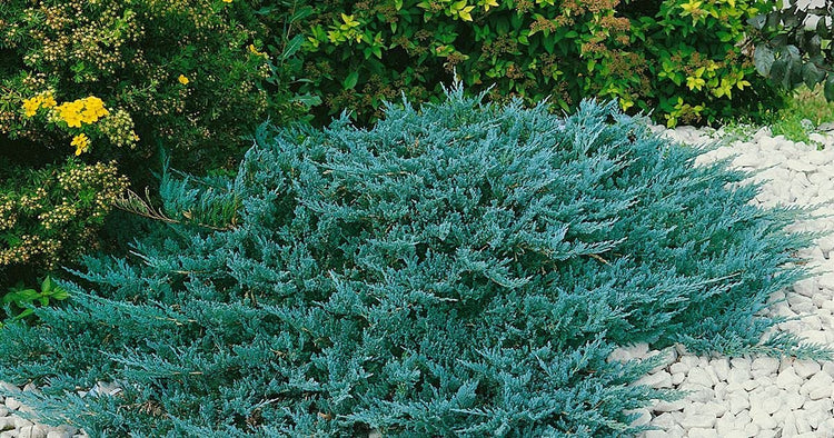 Juniper Blue Chip - Live Gallon Size Plants - Juniperus Horizontalis - Evergreen Cold Hardy Drought Tolerant Groundcover