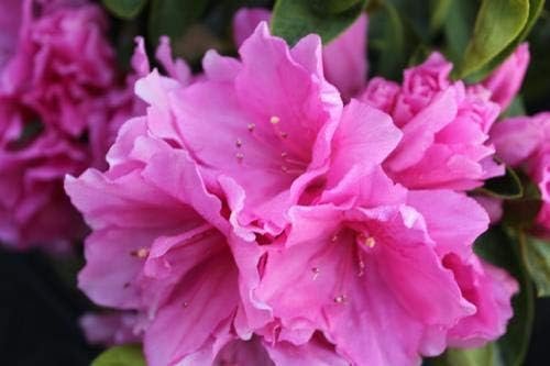 Azalea Pink Ruffle - Live Plants - Pink Flowering Rhododendron Shrub