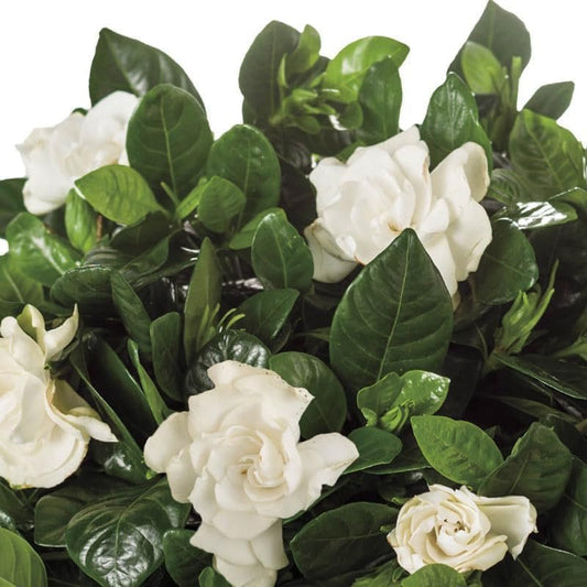 Gardenia Belmont | Extra Large 3 Gallon Plants | Gardenia Augusta 'Belmont' | Lush Blooming | Evergreen Elegance