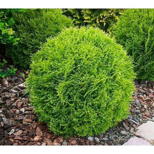 Little Giant Arborvitae | Live Gallon Size Plants | Dwarf Evergreen Shrub, Perfect for Landscaping & Privacy, Low Maintenance, Hardy & Drought Tolerant