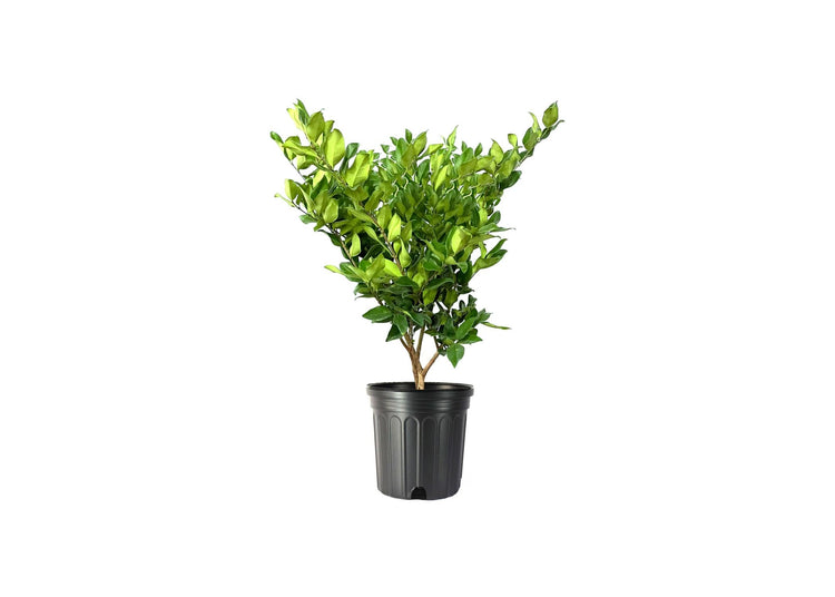 Ligustrum Lucidum Waxleaf | Extra Large Gallon Plant | Lustrous Garden Shrub | Ideal for Privacy & Hedges | Durable Outdoor Greenery