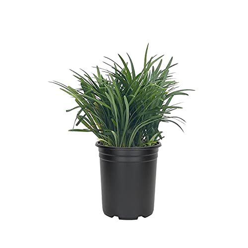 Mondo Grass Ophiopogon Japonicus | Large Quart Size Plants | Live Shade Loving Evergreen Groundcover Plants