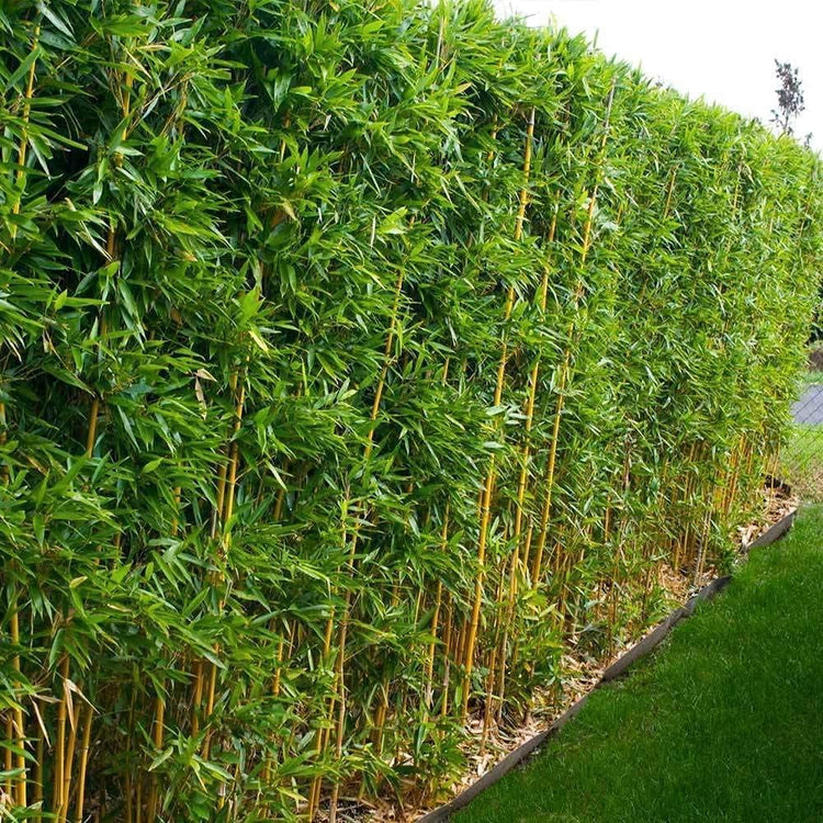 Golden Hedge Bamboo | Extra Large Gallon Plants | Bambusa Multiplex | Clumping Non-Invasive Screening Live Bamboo