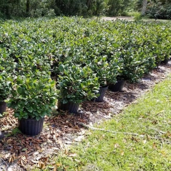 Viburnum Suspensum | Extra Large 3 Gallon Plants | Sandankwa Viburnum | Dense Evergreen Hedge | Year-Round Greenery