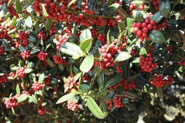 Dwarf Burfordi Holly Ilex | Extra Large 3 Gallon Plants | Ilex cornuta 'Dwarf Burfordi' | Lush Evergreen Shrub | Ideal for Borders and Hedges