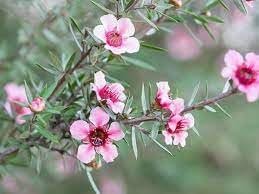 New Zealand Tea I Live Plants I Pink Flowers I Leptospermum Scoparium | Rich Aroma and Robust Flavor