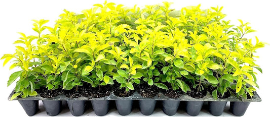 Gold Mound Duranta I Live Plants I Duranta Erecta Repens I Vibrant Yellow-Green Foliage for Stunning Landscape Contrast, Perfect for Borders, Accents, & Container Gardening