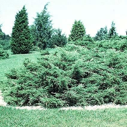 Blue Pfitzer Juniper | Live 4 Inch Pots | Juniperus Chinensis | Drought Tolerant Cold Hardy Evergreen Groundcover Plants