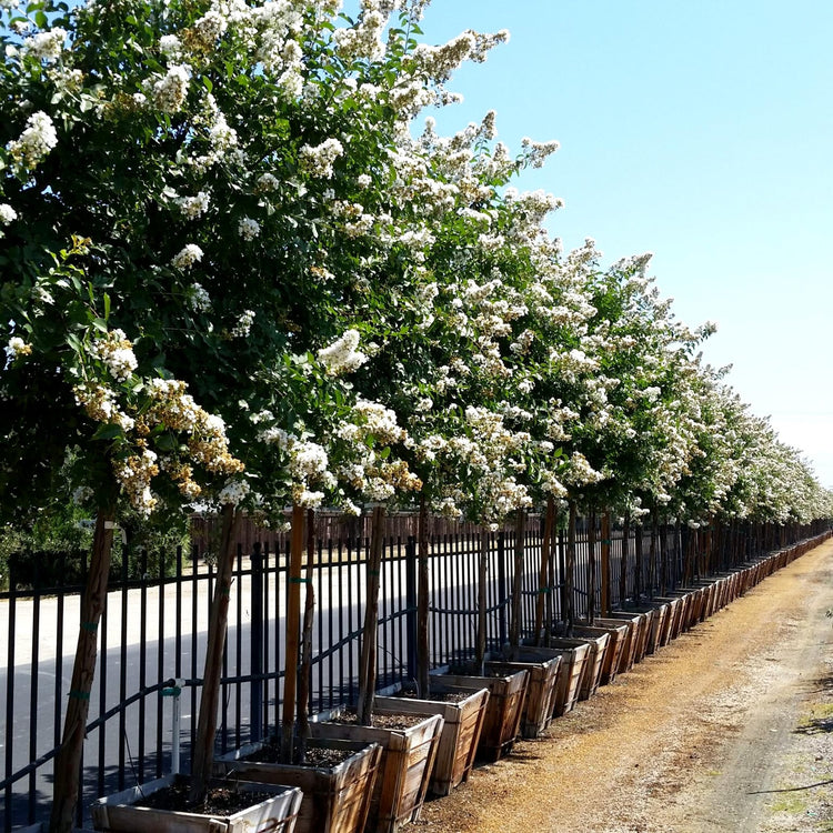 Crape Myrtle Natchez Plant | Large Gallon Size Pots | Lagerstroemia Indica | Ornamental Garden Flowering Tree | White Blooms