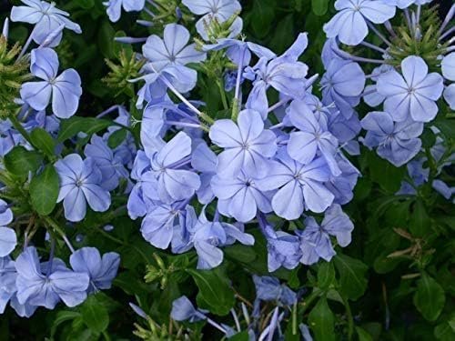 Plumbago Imperial Blue Plants | Live Seedlings | Plumbago Auriculata | Perfect for Bright Garden Displays | Hardy & Low Maintenance