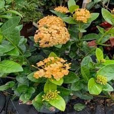 Ixora Yellow | Extra Large Gallon Plants | Ixora chinensis | Bright Garden Highlight | Sun-Loving Tropical Shrub