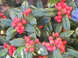 Dwarf Burfordi Holly Ilex | Extra Large 3 Gallon Plants | Ilex cornuta 'Dwarf Burfordi' | Lush Evergreen Shrub | Ideal for Borders and Hedges