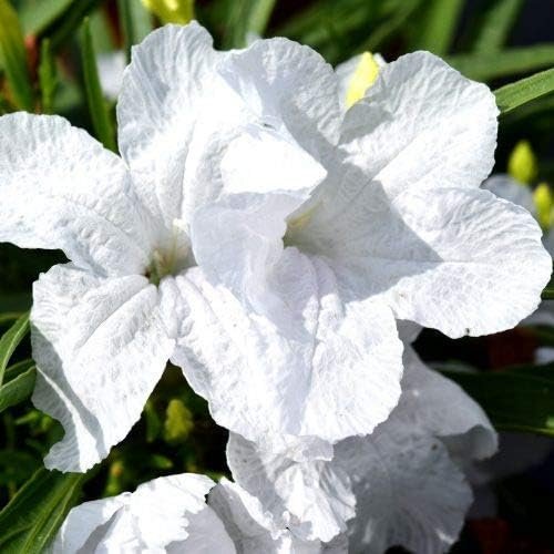 Dwarf Mexican Petunia White | Katie's Dwarf Ruellia Brittoniana | Live Plants