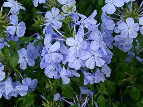 Imperial Blue Plumbago | Large Gallon Size Plants | Auriculata | Live Drought Tolerant Blooming Butterfly Attracting Shrub