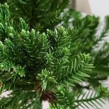 Robusta Green Juniper | Extra Large Gallon Plant | Hardy Evergreen Shrub for Landscapes & Gardens, Ideal for Ground Cover, Topiary, Bonsai, Low Maintenance, Drought Tolerant