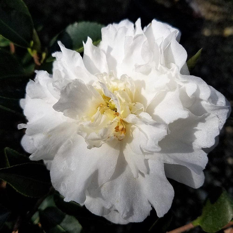 Camellia Sasanqua Mine-No-Yuki I Extra Large Gallon Plants I White Flowering Snow-White Blooms, Live Plant for Gardens & Landscapes, Winter Blooming Elegance for Year-Round Greenery