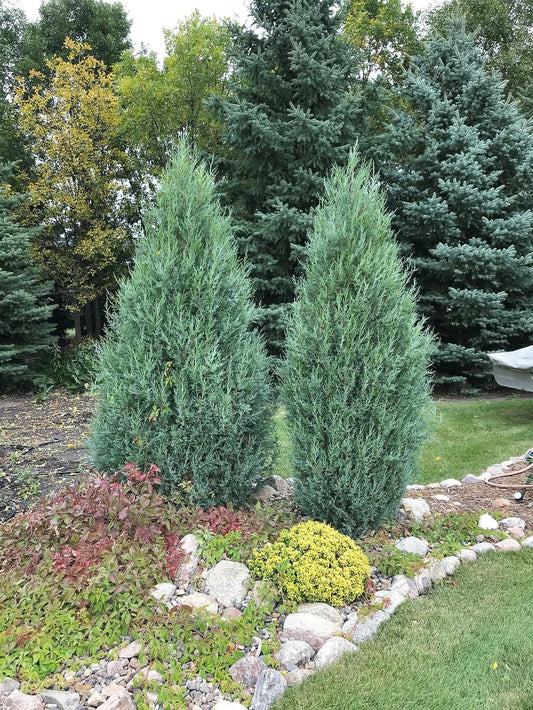 Medora Juniper | Extra Large Gallon Plants | Columnar Evergreen Shrub for Privacy, Landscaping, and Ornamental Gardens - Drought-Resistant & Easy-to-Grow