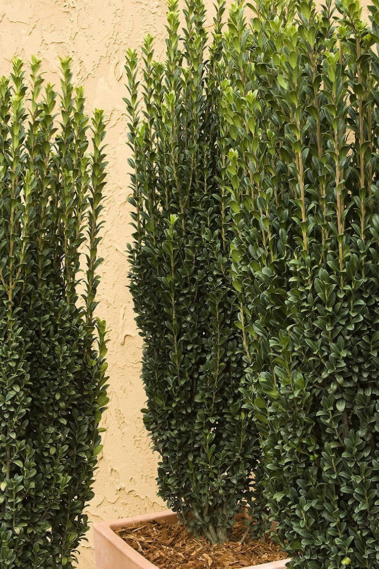 Sky Pencil Japanese Holly - Live Gallon Size Plants - Ilex Crenata - Low Maintenance Formal Evergreen Hedge