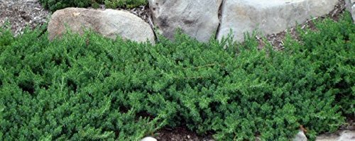 Juniper Blue Pacific - Live Plants - 2" Pot Size - Evergreen Ground Cover 'Shore Juniper'