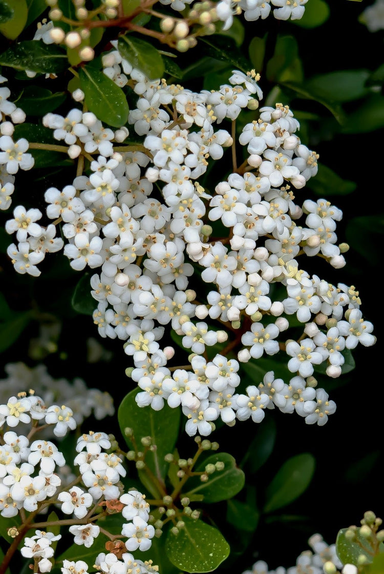 Viburnum Mrs. Schiller's Delight I Live Plants I Dwarf Obovatum I Evergreen Shrub with Fragrant White Blooms, Ideal for Hedges, Borders, and Ornamental Landscaping